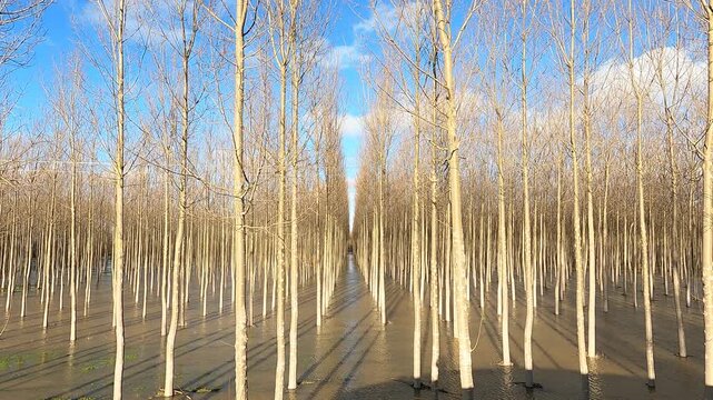 flooded field of rows of poplar trees