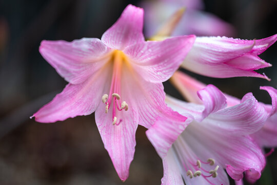 Group of Pink Rain Lily Flowers After Rain