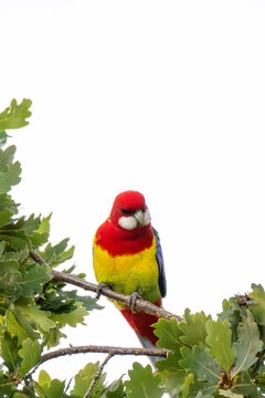 Eastern Rosella Close Up on Tree Branch