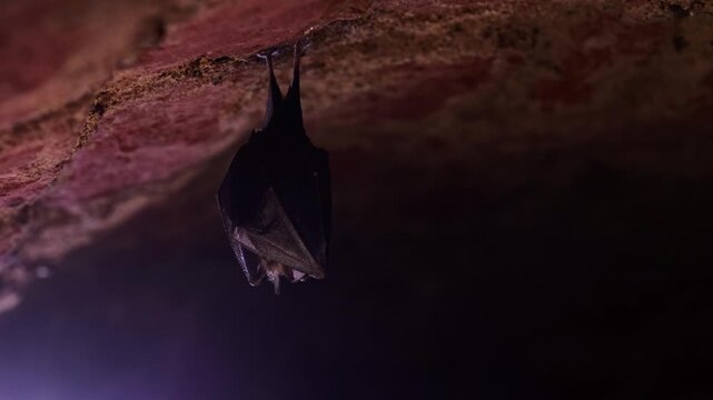 Lesser horseshoe bat (Rhinolophus hipposideros) hanging from a cave ceiling before spreading its wings and taking flight.