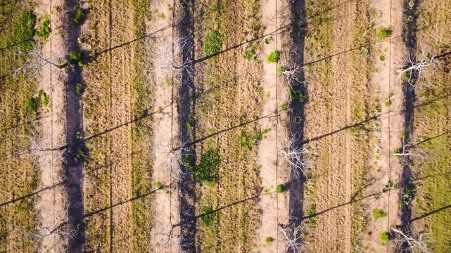 Ascending overhead video of walnut plantation in winter with geometric patterns and long shadows.