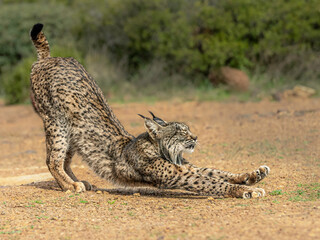 Female Iberian lynx Stretching © Stephen