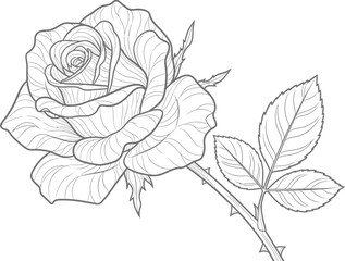 Obraz premium Vector rose illustration a detailed line drawing of a beautiful flower