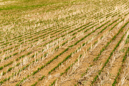Canada, Saskatchewan, Shaunavon.  Recently harvested wheat field beside Hwy 13.
