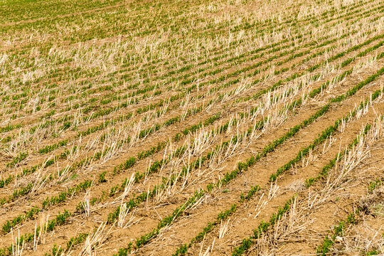 Canada, Saskatchewan, Shaunavon.  Recently harvested wheat field beside Hwy 13.