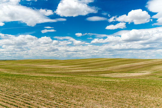 Canada, Saskatchewan, Shaunavon.  Recently harvested wheat field beside Hwy 13.