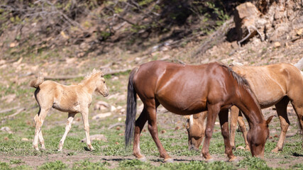 Wild horse baby colt in the Apache Sitgreaves National Forest mountains in Heber Arizona United States