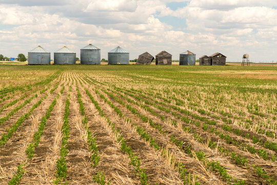 Canada, Saskatchewan, Regina.  A line of steel storage bins and equipment sheds along the horizon in the great plains of the Canadian prairies.