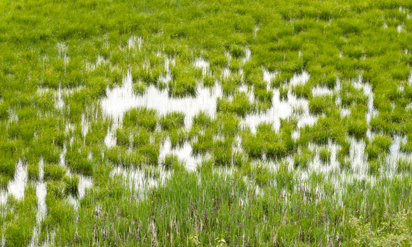 Canada, BC, Moyie.  Marshy flooded field.
