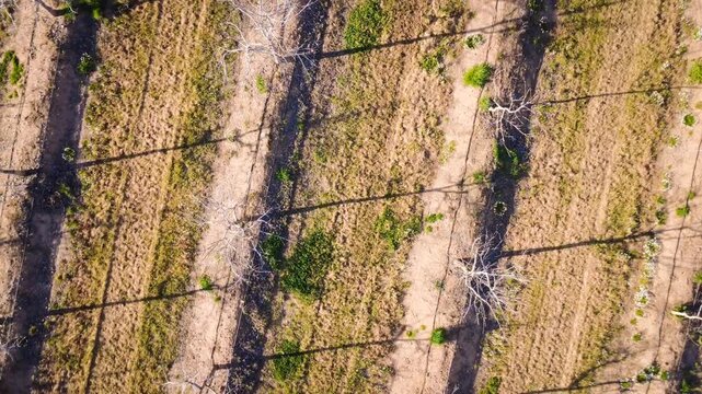 Overhead video of walnut plantation with vertical ascent and camera yaw rotation over crop lines.