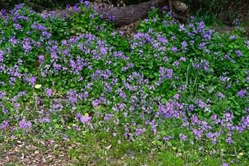 Naklejka premium Chinese violet cress (Orychophrgmus violaceus) flowers. Brassicaceae annual. It produces pale purple flowers in racemes in spring.