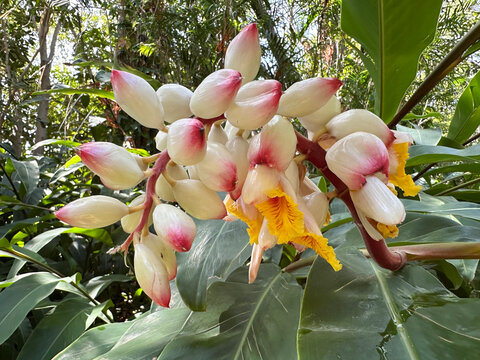 Shell ginger (lat.- Alpinia zerumbet)