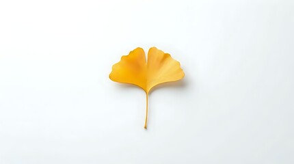 Naklejka premium Single golden yellow ginkgo leaf isolated on white background for autumn design projects and natural botanical decorations.