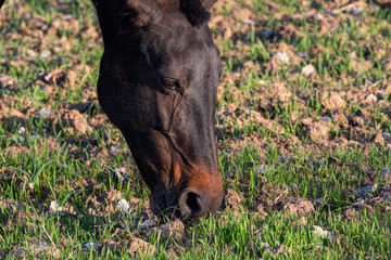 Fototapeta premium Close up of dark brown horse grazing in countryside field