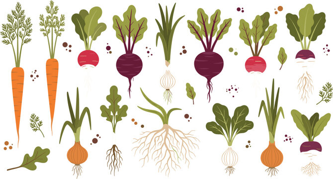 Large set of hand drawn root vegetable vectors including carrots radishes beets and onions with green leaves and roots in a flat rustic style isolated on white background.