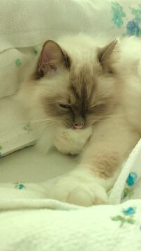 A fluffy Birman cat washes itself while lying on a light blanket.