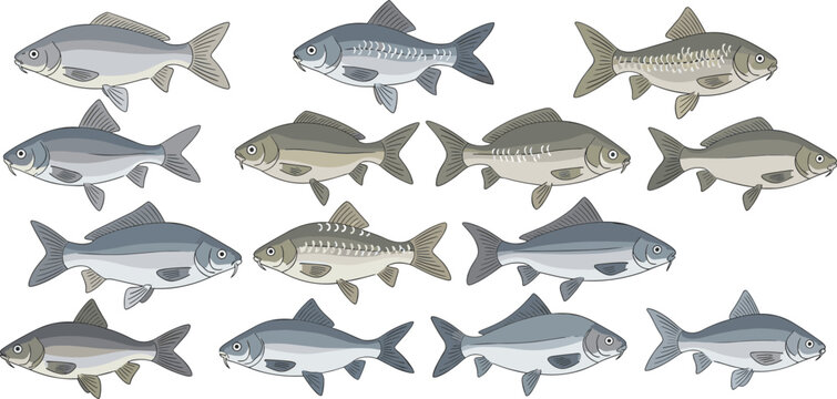Vector collection of freshwater carp fish illustrations with detailed scales and fins for fishing sports seafood market branding and aquatic wildlife education.