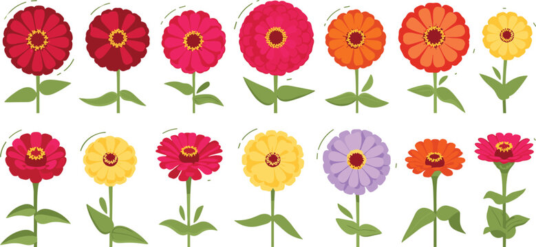 Collection of vibrant zinnia flower vector illustrations in flat design style for summer garden patterns botanical greeting cards and floral decorations.
