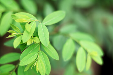 Fototapeta premium Fresh Green Coca Plant Leaves