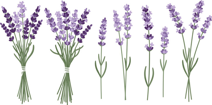 Set of lavender flower vector illustrations featuring purple blossom sprigs and bouquets for aromatherapy spa wellness cosmetic packaging and wedding floral deco