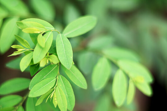 Fresh Green Coca Plant Leaves
