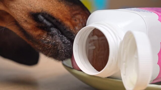 A close-up of a black and tan dachshund sniffing and licking an open white bottle of yogurt sitting on a saucer