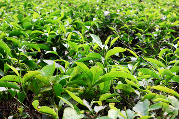 Obraz premium Lush Green Tea Leaves in a Plantation Field