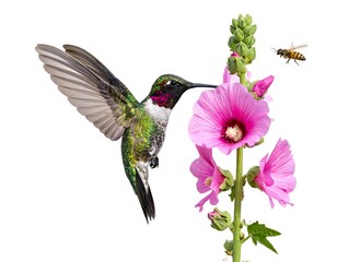 Obraz premium Hummingbird drinks nectar from pink blossoms, while a bee hovers nearby on a clean, bright white background