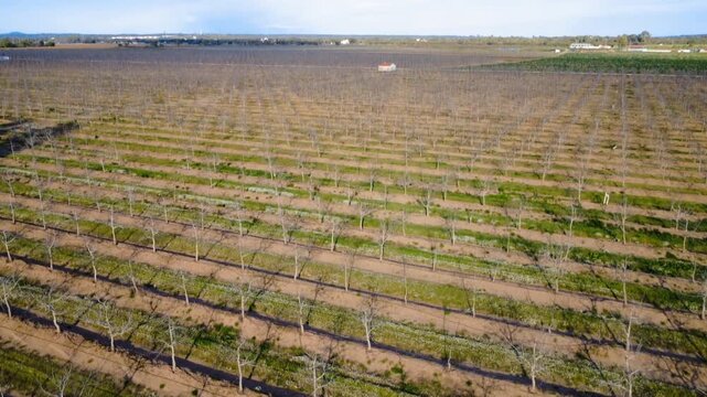 Aerial tilt-up of winter-dormant walnut plantation with professional color grading and deep blue sky.