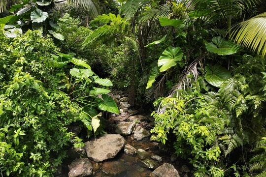 Tropical stream in Yunque, Rainforest at Puerto Rico surrounded by palm trees and ferns.