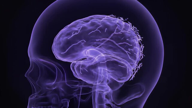 Glowing Human Brain, detailed rotating transparent holographic skull and cerebral cortex with neural activity, representing intelligence and thought