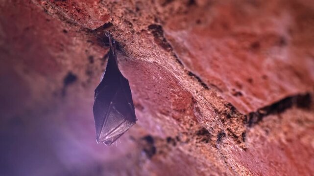 Lesser Horseshoe Bat (Rhinolophus hipposideros) in Hibernation in Brick Vaulted Cave &ndash; Parallax Camera Motion