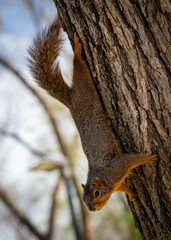 Fototapeta premium squirrel on tree
