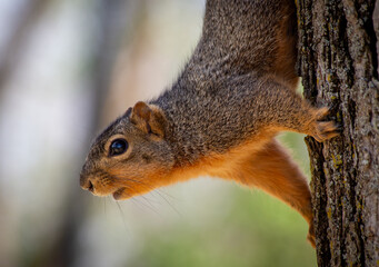 squirrel on a tree © Alina