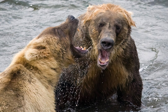 Two Brown Bears fighting in Brooks River, Alaska