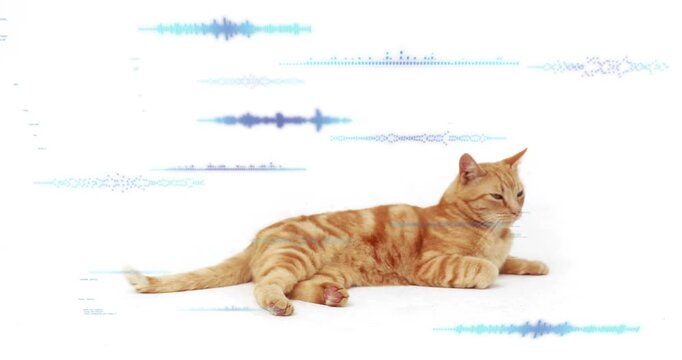 Vertical video: Watching sliding blue waves, orange tabby cat turning head, flicking tail in studio