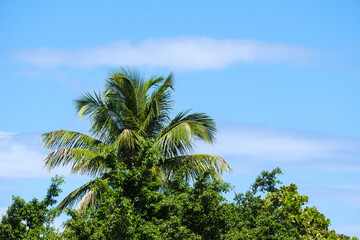 Naklejka premium Coconut palm against the blue sky. Beautiful tropical forest.