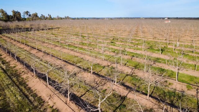 Aerial panoramic pan of walnut orchard in winter dormancy with clear blue sky and long shadows.