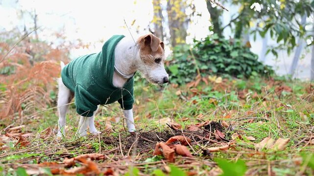 Jack Russell Terrier wearing a hooded sweatshirt digs and sniffs soil following scent trails of field mice showing natural hunting instinct and energetic outdoor behavior.