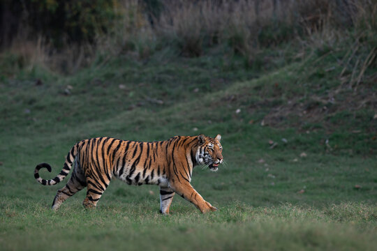 A tiger moves slowly across a short grass meadow in the wild. The scene shows the side profile of the animal in its natural habitat, with tall dry grass in the background at Satpura tiger reserve