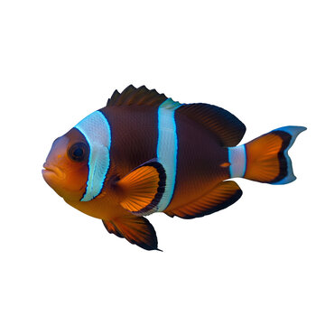 Clownfish swimming in clear blue water vibrant orange and white stripes.