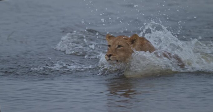 Dramatic UHD 120p slow motion video of a sub-adult lion jumping into and swimming through one of the Chobe river channels at Chobe national park, Botswana