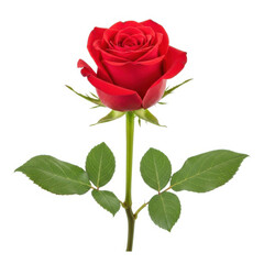 Naklejka premium red rose with green leaves isolated on transparent background