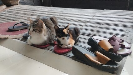 Cat and kitten abobe sandals © Mayakrida