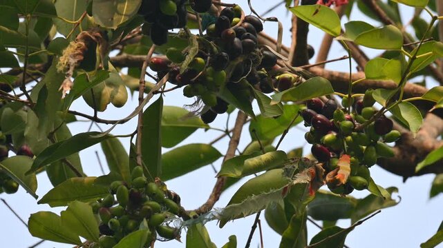 Syzygium cumini fruits in the tree.  Its common names
Malabar plum, Java plum, black plum, jamun, Indian jamun and jambolan. This fruit has anti diabetic properties. 
