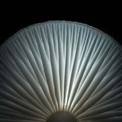 Mushroom Gills Close-up View with Light Glow for Botanical Biology and Organic Nature Pattern