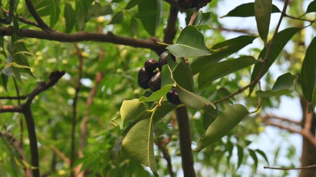 Syzygium cumini fruits in the tree.  Its common names
Malabar plum, Java plum, black plum, jamun, Indian jamun and jambolan. This fruit has anti diabetic properties. 
