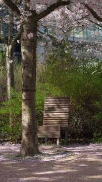 Vid&eacute;o po&eacute;tique de branches de cerisier couvertes de fleurs roses au printemps, film&eacute;es en l&eacute;g&egrave;re contre-plong&eacute;e avec une profondeur de champ douce et une ambiance d&eacute;licate &agrave; Paris.
