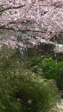 Vid&eacute;o po&eacute;tique de branches de cerisier couvertes de fleurs roses au printemps, film&eacute;es en l&eacute;g&egrave;re contre-plong&eacute;e avec une profondeur de champ douce et une ambiance d&eacute;licate &agrave; Paris.
