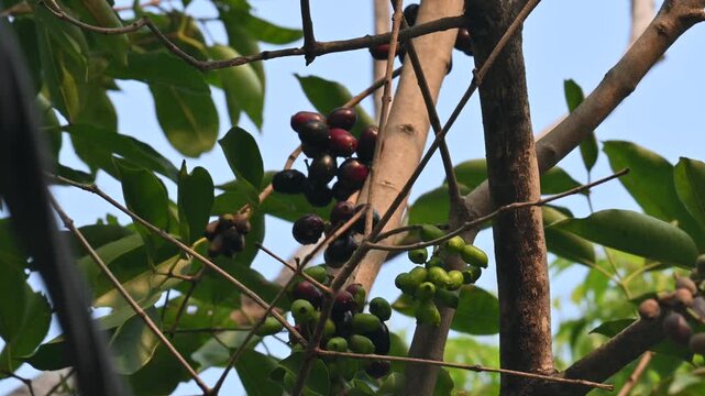 Syzygium cumini fruits in the tree.  Its common names
Malabar plum, Java plum, black plum, jamun, Indian jamun and jambolan. This fruit has anti diabetic properties. 
